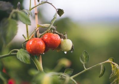 The red and green, round fruit
